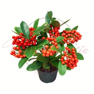 Dérbabér Skimmia piros bogyókkal cserepes díszcserje fehér háttéren