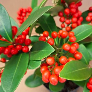 Dérbabér Skimmia piros bogyók közeli fotó fényes zöld levelekkel