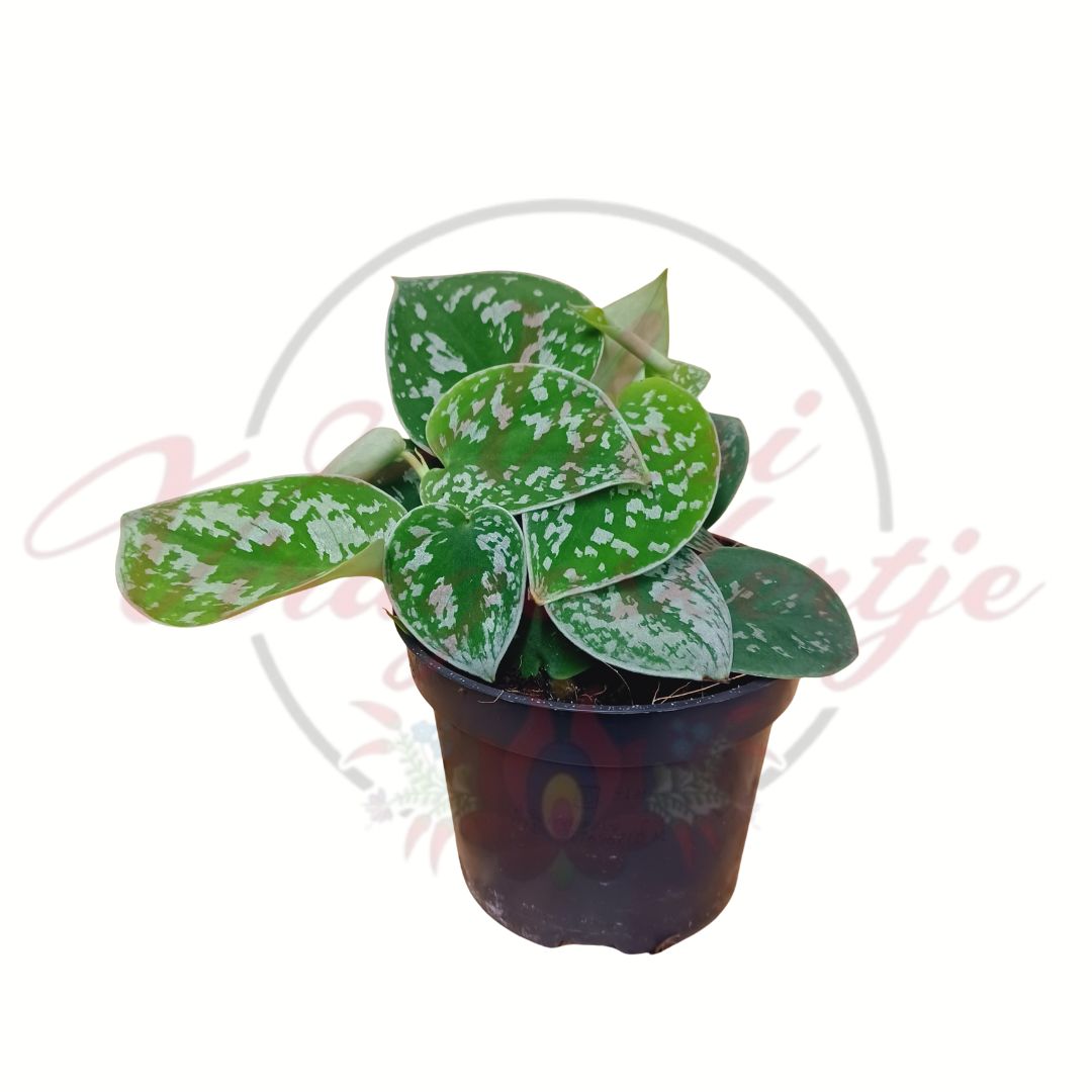 Kislevelű ezüstös szobafutóka zöld-ezüst mintázatú levelekkel cserépben