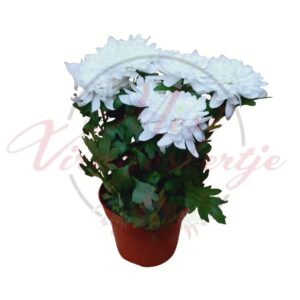 Fehér virágú kerti krizantém Chrysanthemum × morifolium cserépben