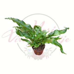 Krokodilpáfrány Microsorum crocodyllus különleges levélmintázattal