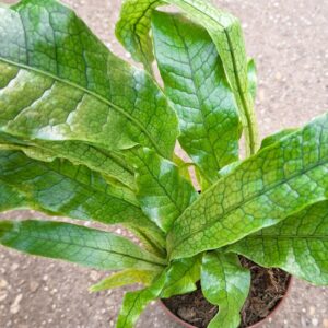 Krokodilpáfrány Microsorum crocodyllus levélerezetének részlete