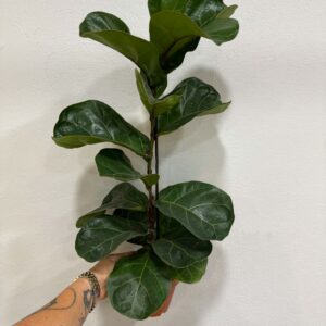 Lantlevelű fikusz – Ficus lyrata nagyméretű, fényes zöld levelekkel