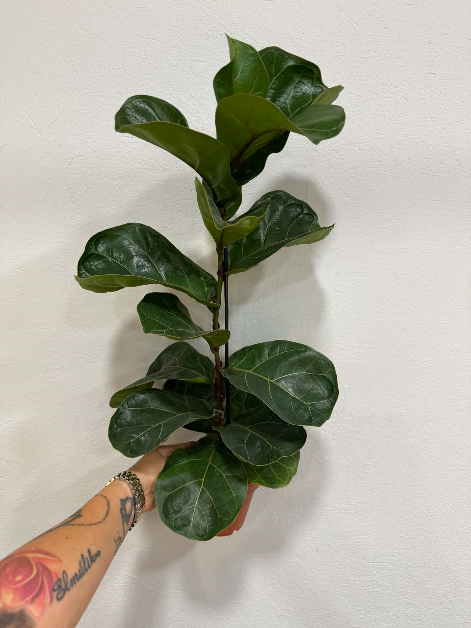 Lantlevelű fikusz – Ficus lyrata nagyméretű, fényes zöld levelekkel