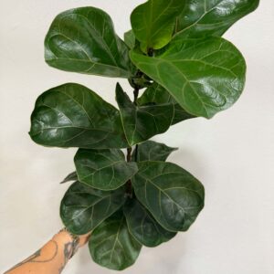 Lantlevelű fikusz – Ficus lyrata dekoratív zöld szobanövény