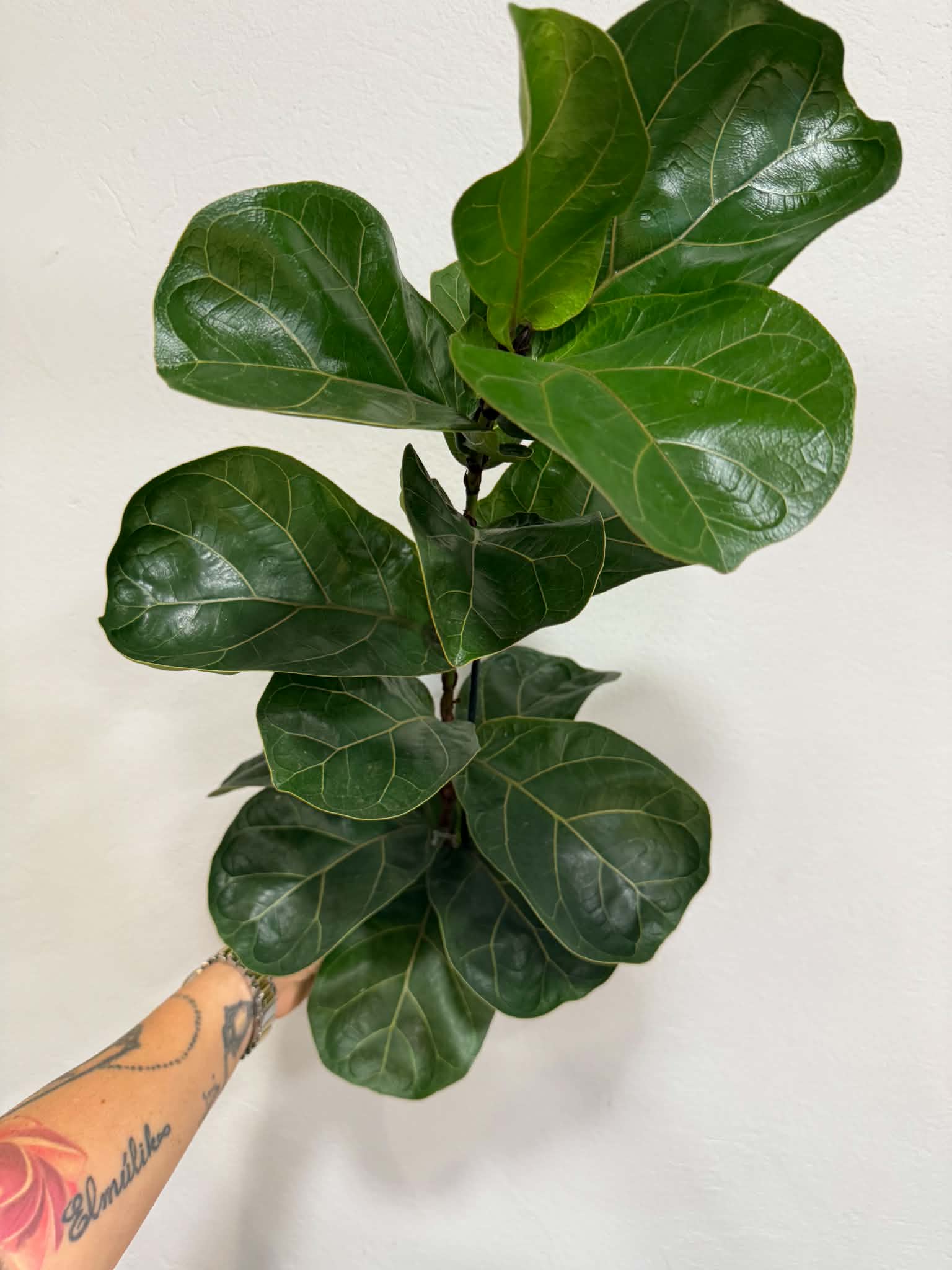 Lantlevelű fikusz – Ficus lyrata dekoratív zöld szobanövény