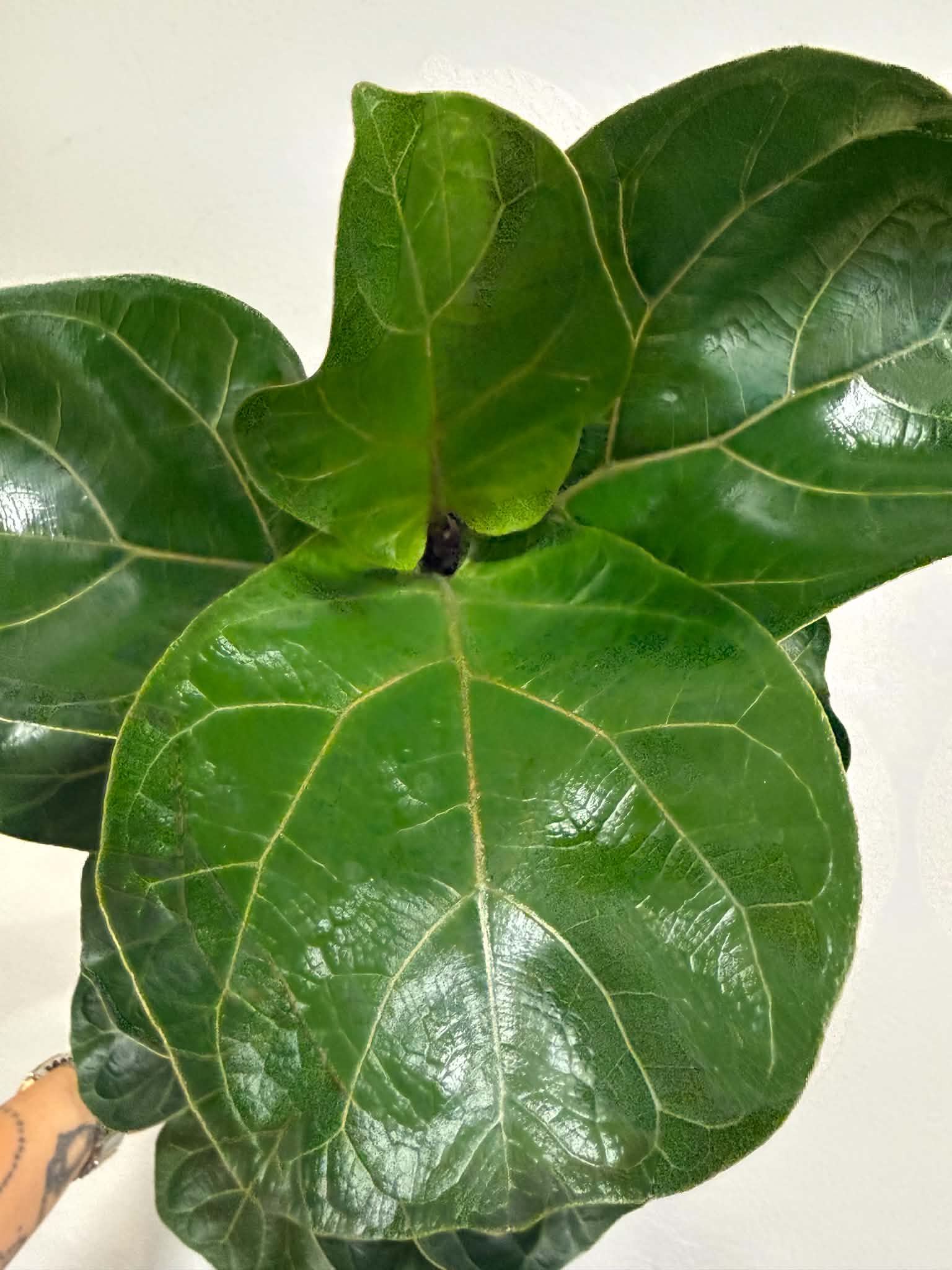 Lantlevelű fikusz – Ficus lyrata dús, sötétzöld lombozattal