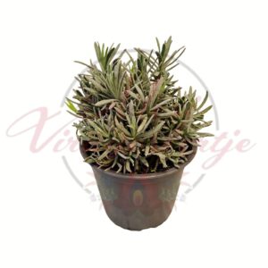 Levendula Lavandula angustifolia cserepes kerti évelő növény