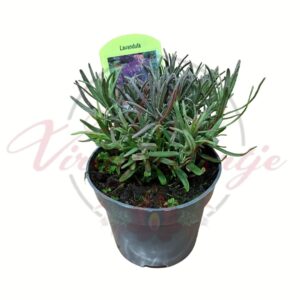 Levendula cserépben, illatos mediterrán fűszernövény