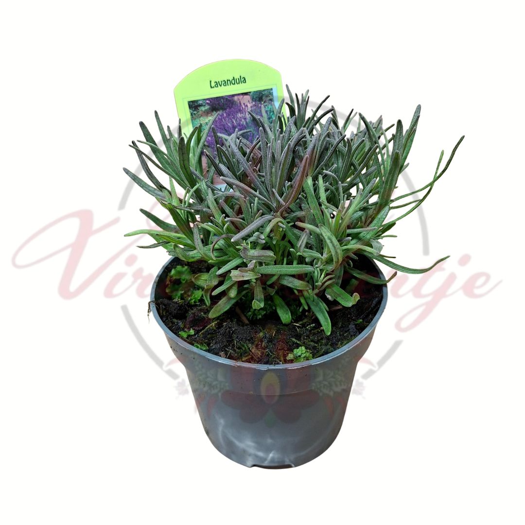 Levendula cserépben, illatos mediterrán fűszernövény