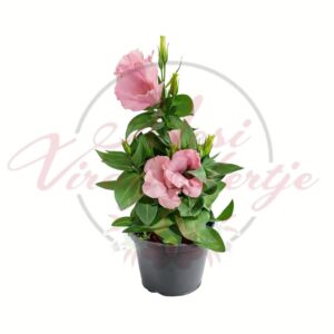 Cserepes liziantusz Eustoma grandiflorum rózsaszín virágokkal