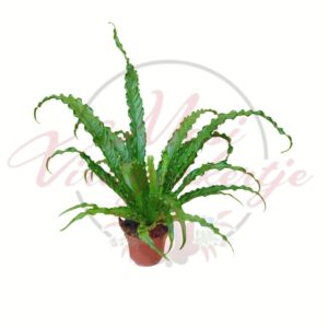 Madárfészekpáfrány Asplenium díszes zöld levelekkel cserépben
