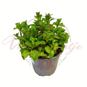 Menta Mentha spicata cserepes fűszernövény friss zöld levelekkel