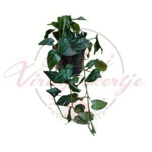 Futó monstera növény akasztós cserépben, zöld levelű szobanövény