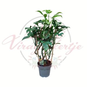 Monstera deliciosa szobanövény cserépben támasztékkal