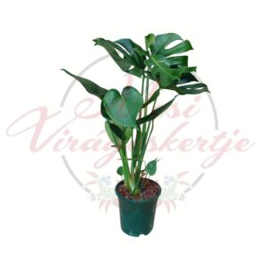 Monstera deliciosa nagyobb méretű cserepes szobanövény