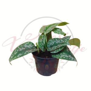 Nagylevelű ezüstös szobafutóka mintázott zöld-ezüst levelekkel cserépben