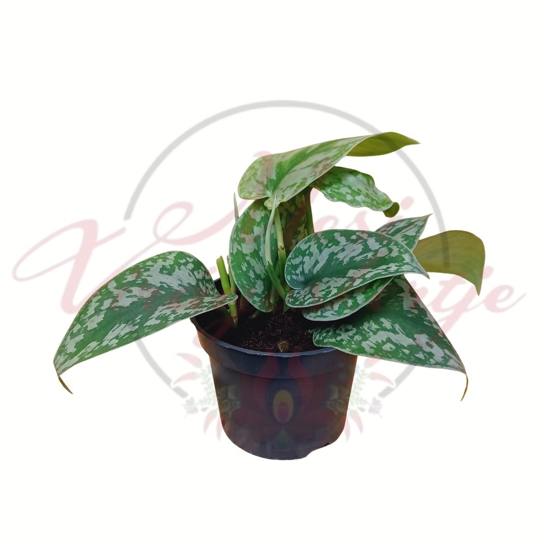 Nagylevelű ezüstös szobafutóka mintázott zöld-ezüst levelekkel cserépben