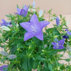 Nagyvirágú kárpáti harangvirág részletfotó kék harang alakú virággal, Campanula carpatica közelről
