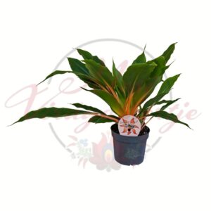 Narancsvulkán Chlorophytum orchidastrum Green Orange szobanövény cserépben