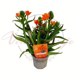 Narancssárga madártej Ornithogalum dubium virágzó szobanövény