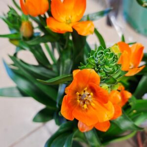 Narancssárga madártej Ornithogalum dubium virág közeli részlet