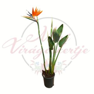Papagájvirág – Strelitzia reginae virágzó növény fehér háttéren