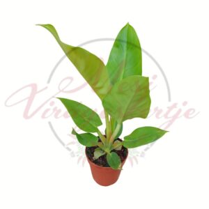 Filodendron Imperial Green típus zöld levelű dísznövény cserepes formában