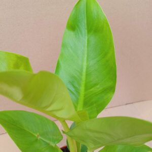 Filodendron Imperial Green típus zöld levele közeli részleten
