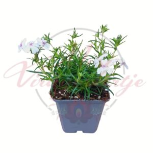 Phlox subulata White with Pink Eye fehér virágú párnás lángvirág