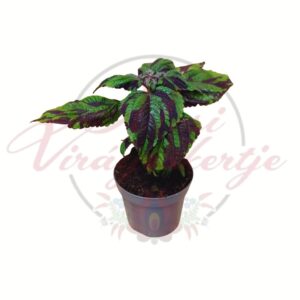 Tigris plektrantusz Plectranthus C. Tiger mintás levelű szobanövény cserépben