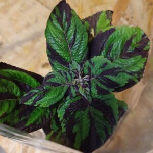 Tigris plektrantusz Plectranthus C. Tiger zöld és sötét mintázatú levelek közeli felvételen