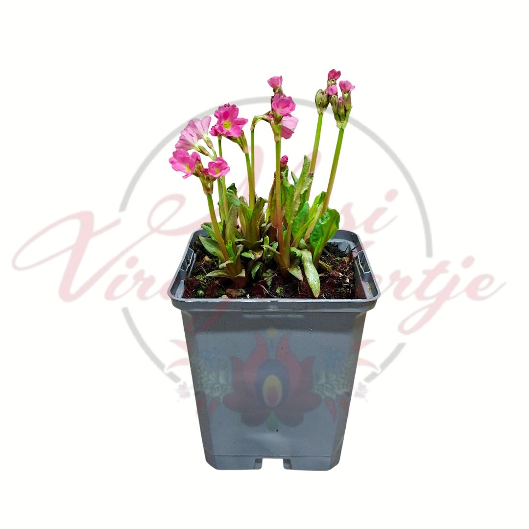 Rózsaszín virágú kankalin Primula rosea Grandiflora cserepes növény