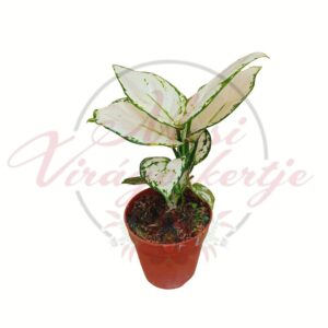 Világos cirmos levelű rákvirág cserepes dísznövény