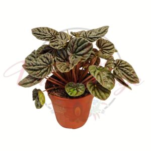 Ráncoslevelű törpebors cserepes szobanövény, Peperomia caperata