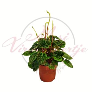 Ráncoslevelű törpebors Peperomia caperata Elegant szobanövény