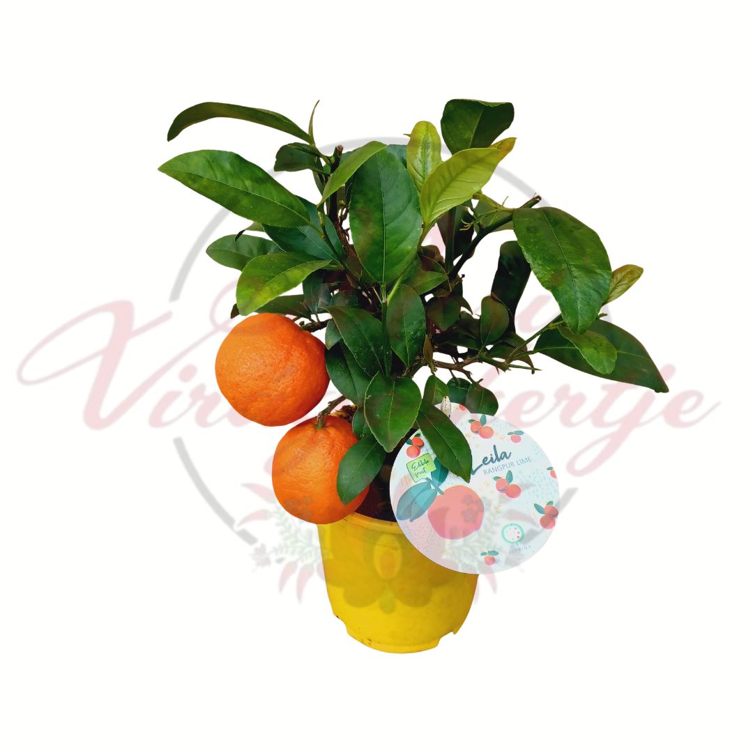 Rangpur lime citrusfa narancsos héjú termésekkel cserépben