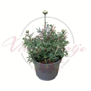 Marokkói százszorszép Casablanca cserépben, szürkezöld lombbal és bimbókkal