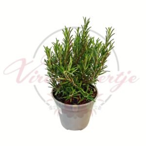 Cserepes rozmaring fűszernövény, Salvia rosmarinus