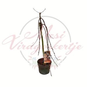 Csüngő barkafűz Salix caprea Kilmarnock oltott törzsű cserepes díszfa