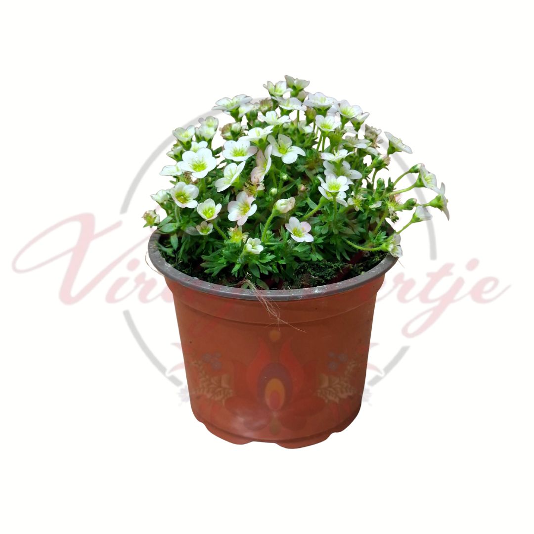 Kőtörőfű fehér virágú változat barna cserépben 10,5 cm