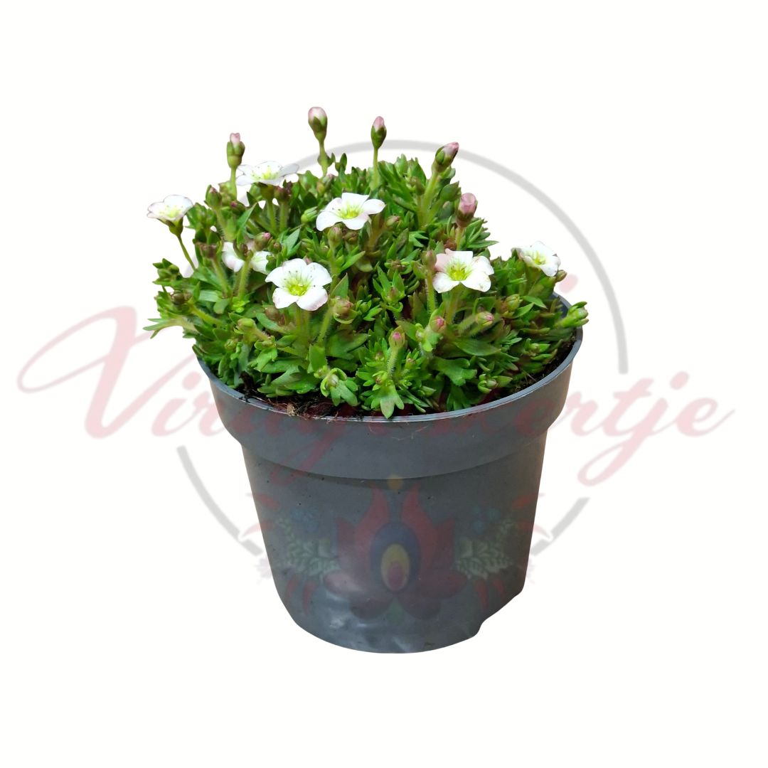 Kőtörőfű fehér virágú változat szürke cserépben 12 cm