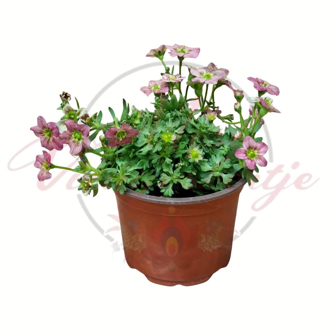 Kőtörőfű rózsaszín virágú változat barna cserépben 10,5 cm