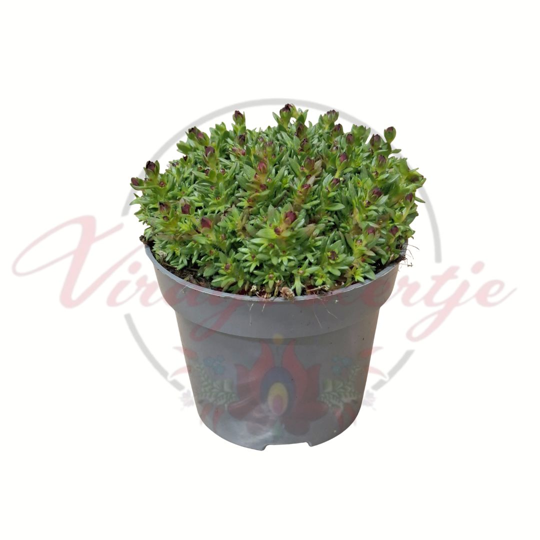 Kőtörőfű bimbós állapotban szürke cserépben 12 cm