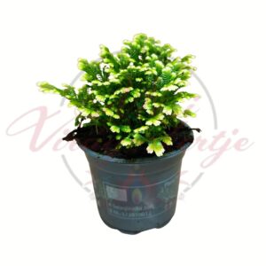 Selaginella martensii Jori kompakt zöld dísznövény cserépben