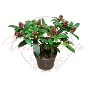 Japán dérbabér Skimmia japonica Rubella cserepes dísznövény bimbós állapotban