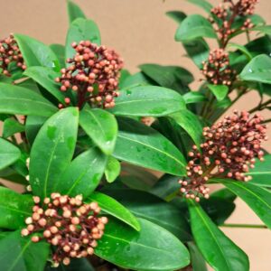 Skimmia japonica Rubella vörös bimbók és fényes zöld levelek közelről