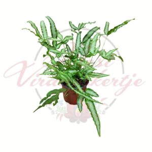 Szalagpáfrány Pteris cretica dús zöld levelekkel cserépben