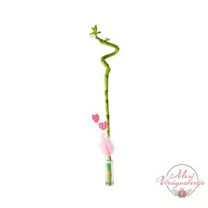 Fiolás szerencsebambusz zöld hajtással és dekor szívekkel