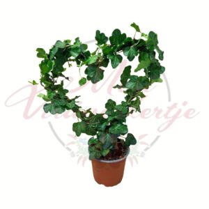 Szív formájú borostyán Hedera helix zöld levelekkel cserépben